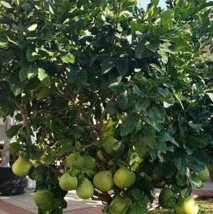 Meet your Posher, Calvin